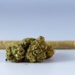 close-up of cannabis buds with a rolled joint on a white background