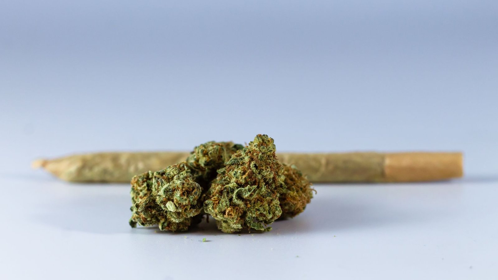 Close-up of cannabis buds and a rolled joint on a white background