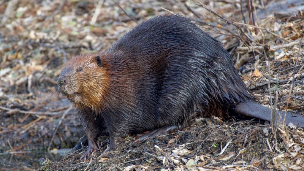 A beaver sitting by the water's edge in its natural habitat.