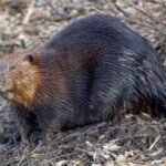 A beaver sitting by the water's edge in its natural habitat.