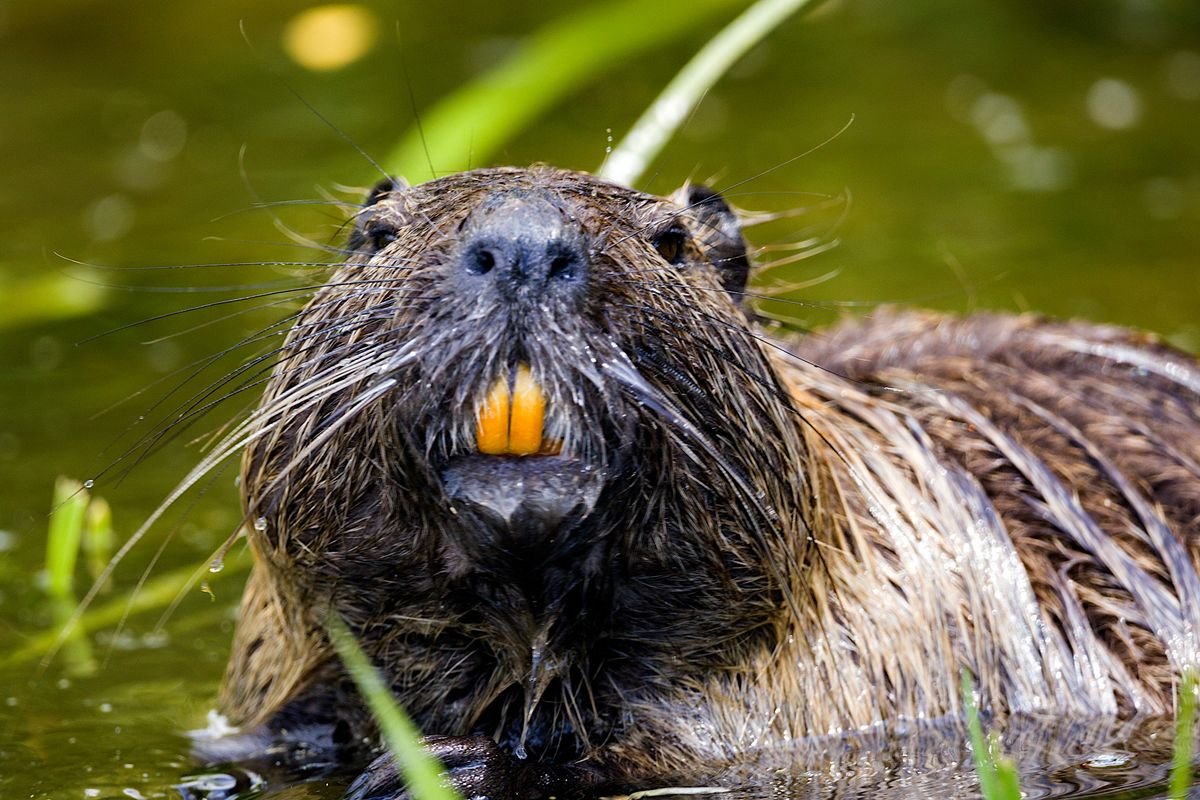 Close-up of a beaver's wet fur in a river setting.