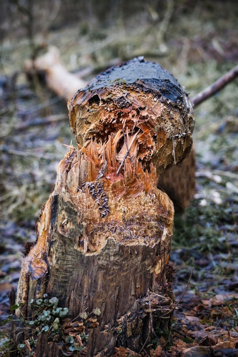 Tree trunk gnawed by a beaver in a forest.
